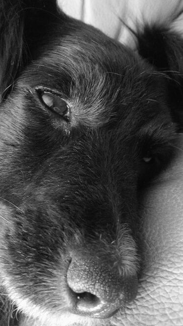 A black and white close up of Lille dogs face, Terrier dog.