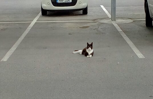 A cat takes up a parking spot with total arrogance.